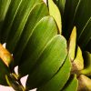 Zamia Furfuracea - Palma de Bola hojas