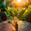 Zamia Furfuracea - Palma de Bola planta