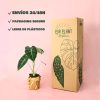 alocasia frydek caja