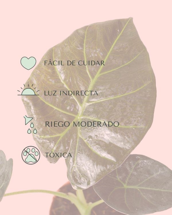 alocasia frydek cuidados