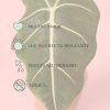 alocasia frydek cuidados