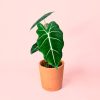 alocasia-frydek-en-maceta-purplant