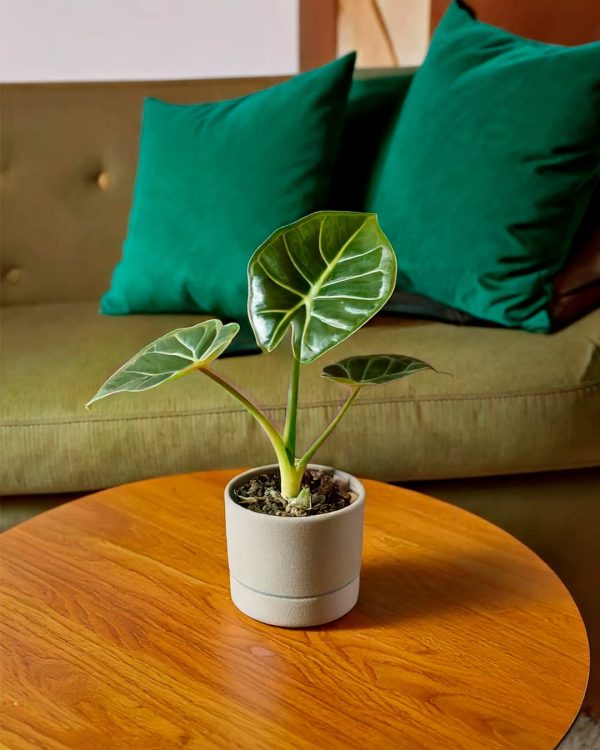 alocasia-regal