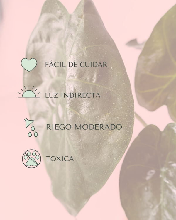 alocasia wentii cuidados