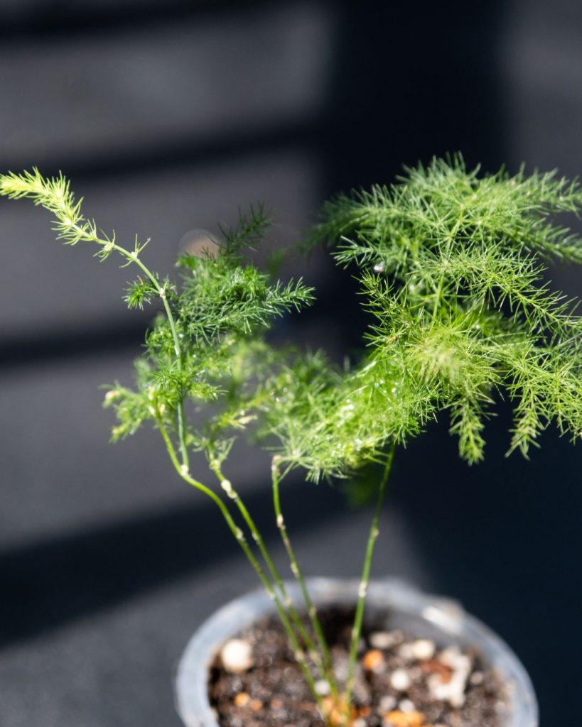 asparagus plumosus enfermo