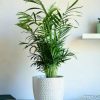 chamaedorea elegans m contexto