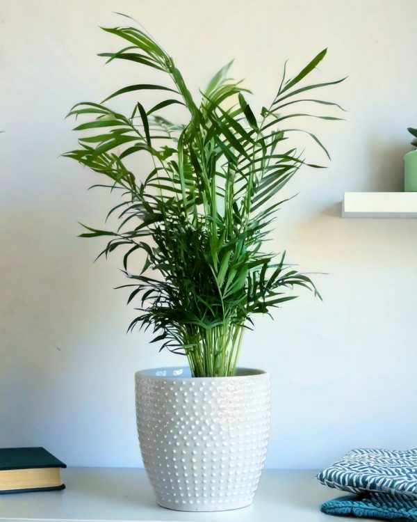 chamaedorea elegans m contexto