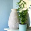 chamaedorea elegans m contexto m