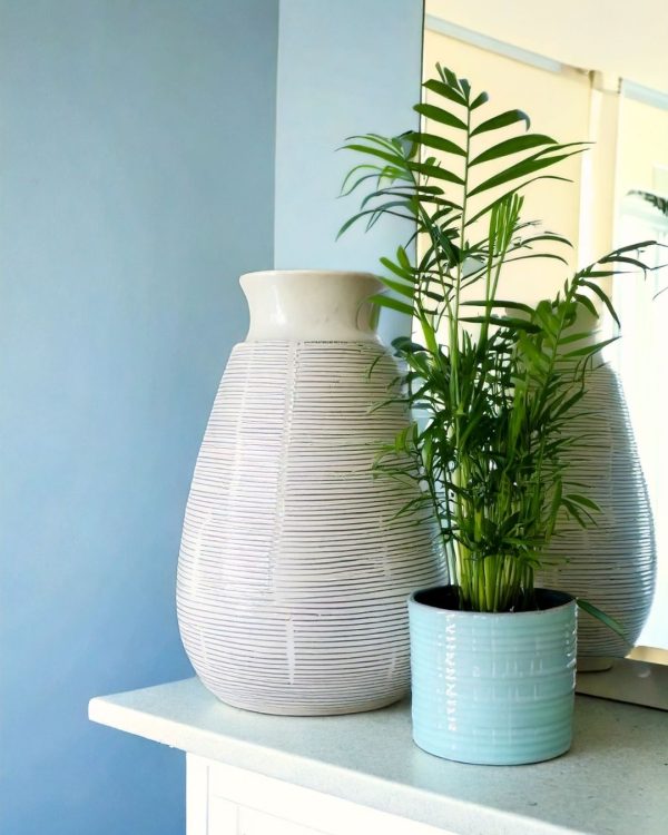 chamaedorea elegans m contexto m