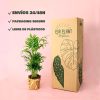 chamaedorea elegans packaging
