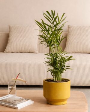 chamaedorea elegans planta maceta mostaza
