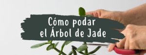 como y cuando podar el arbol de jade