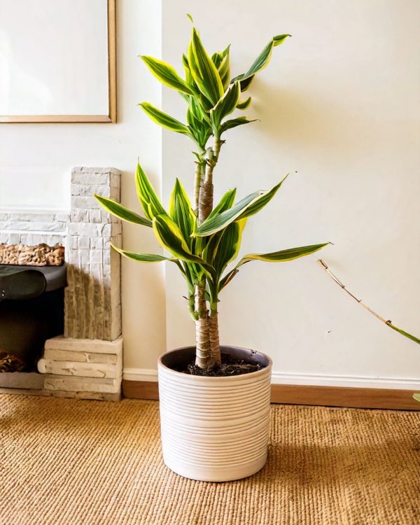 dracaena fragans golden contexto