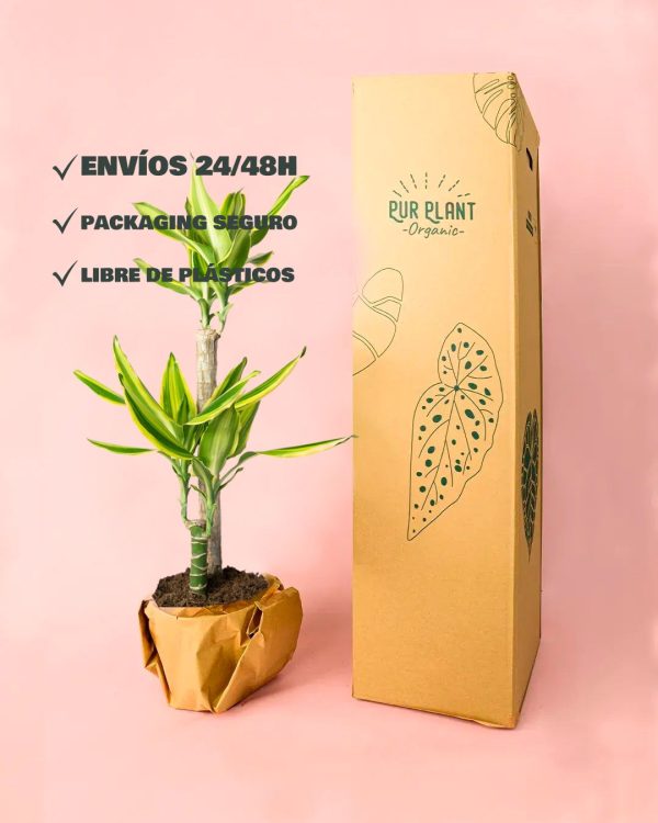 dracaena fragans golden packaging