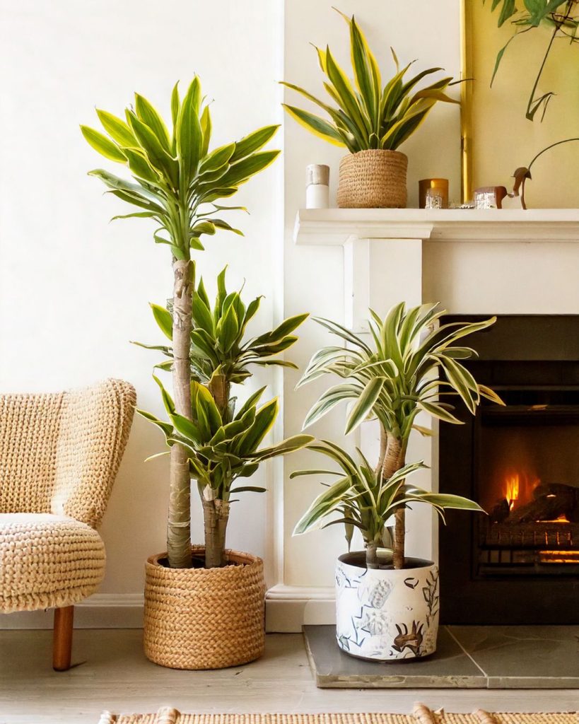 dracaenas