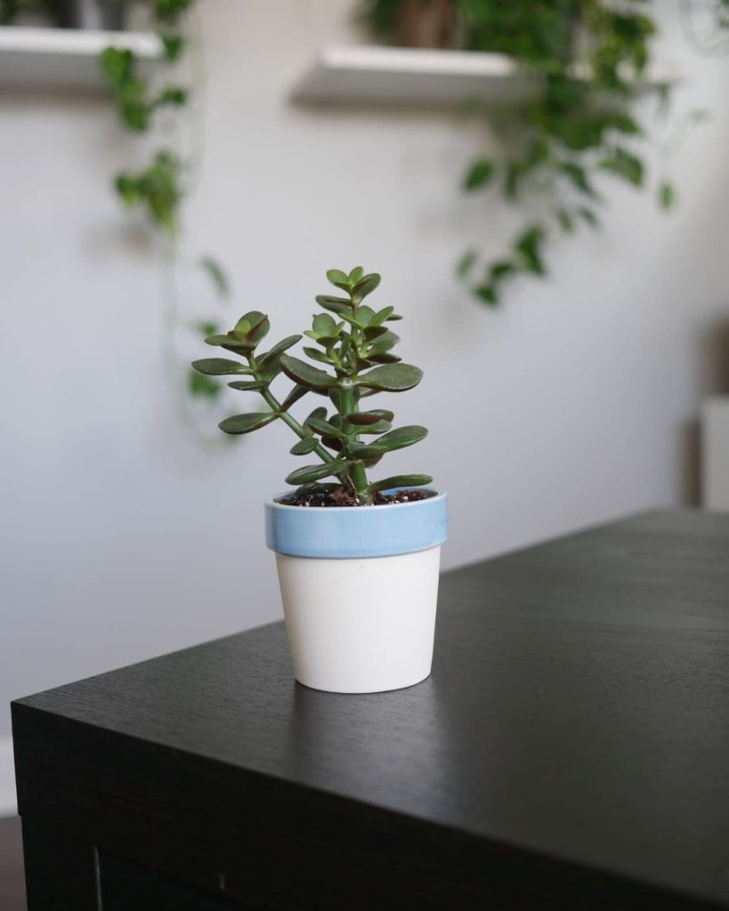 esqueje arbol de jade