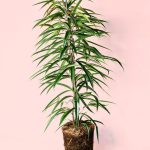 ficus alii