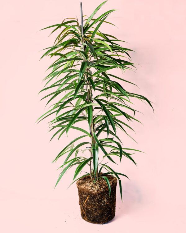 ficus alii
