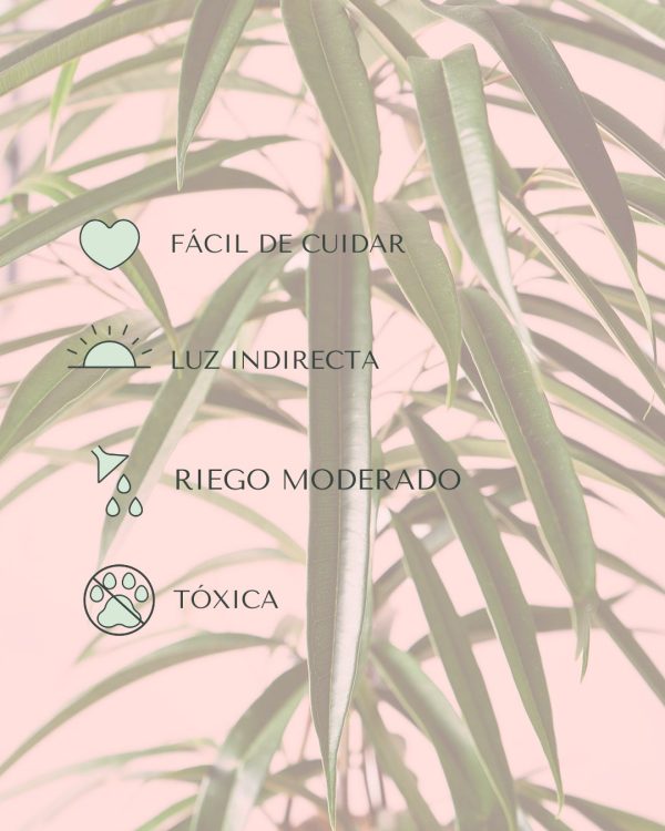 ficus alii cuidados