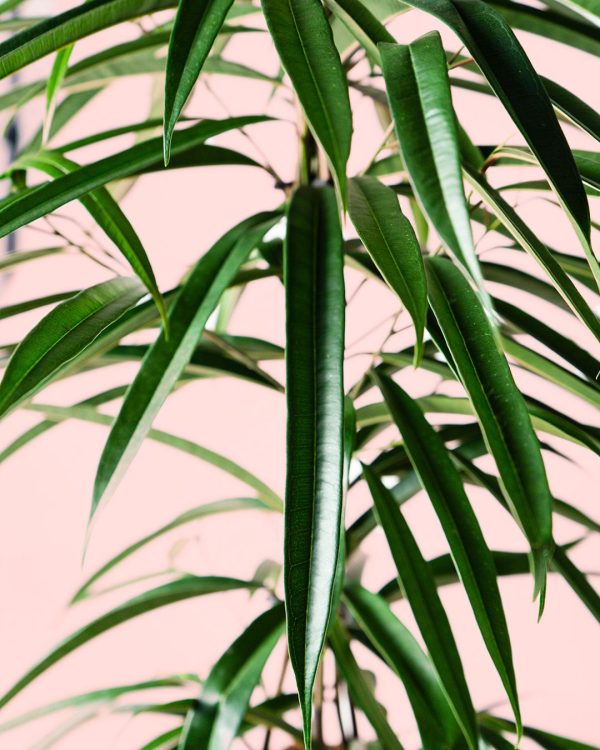 ficus alii hojas
