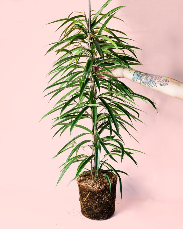 ficus alii planta