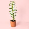 orquidea Dendrobium nobile