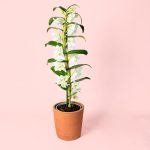 orquidea Dendrobium nobile