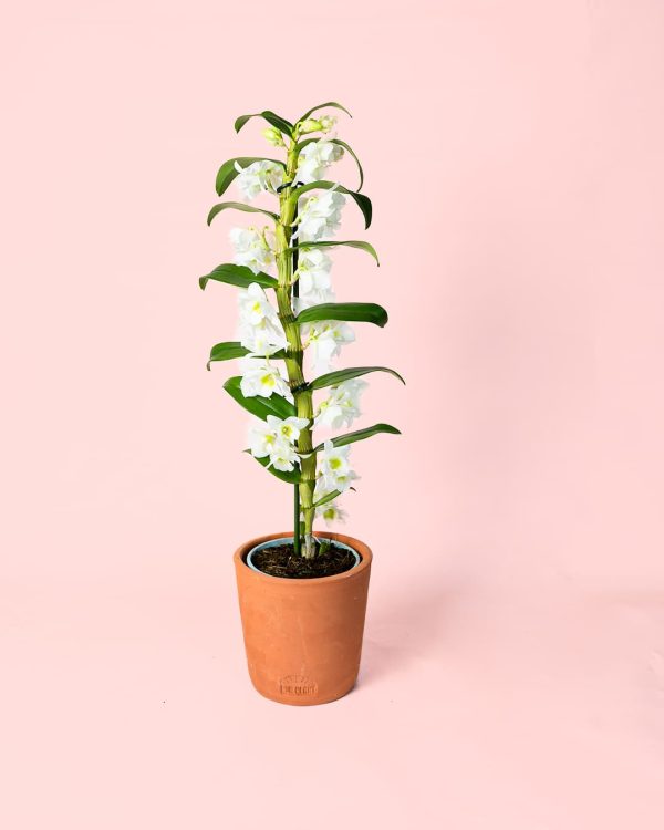 orquidea Dendrobium nobile