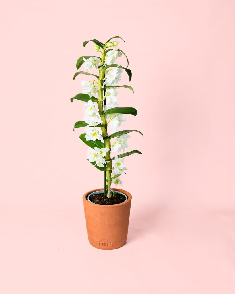 orquidea Dendrobium nobile