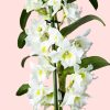 orquidea Dendrobium nobile flor