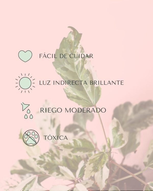 hibiscus variegado mini cuidados