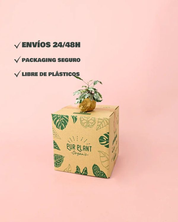 hibiscus variegado mini packaging