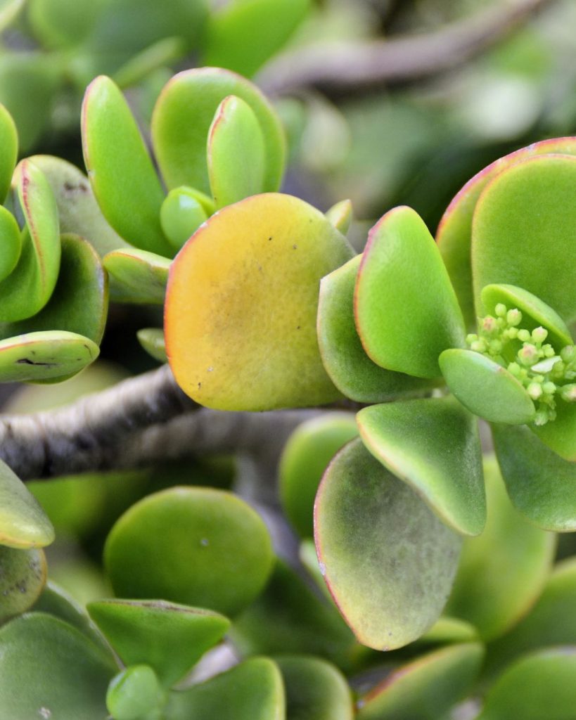 hoja amarilla arbol de jade