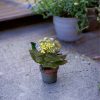 hortensia azul contexto