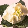hortensia blanca flor detalle