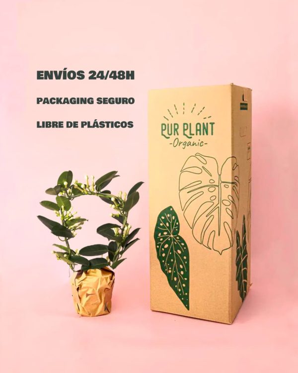 jazmin madagascar packaging