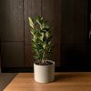 laurel planta contexto