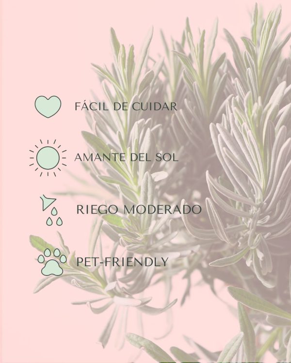 lavanda cuidados
