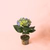 mini planta hortensia azul