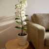 orquidea Dendrobium Nobile flor