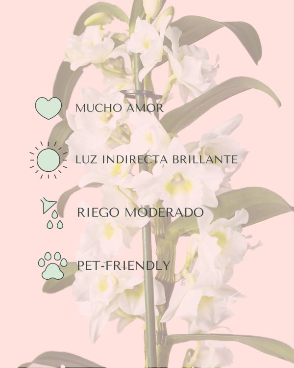orquidea Dendrobium Nobile cuidados