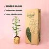orquidea Dendrobium Nobile packaging