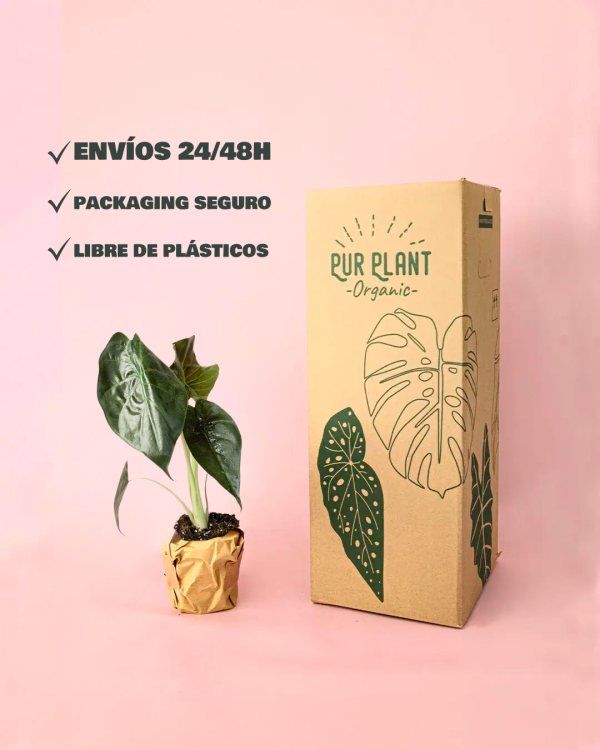 packaging alocasia wentii