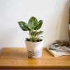 philodendron-birkin-contexto