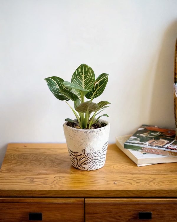 philodendron-birkin-contexto