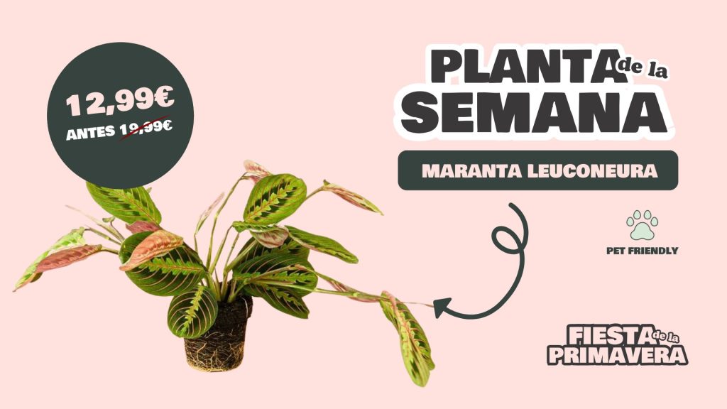 planta de la semana 2-maranta