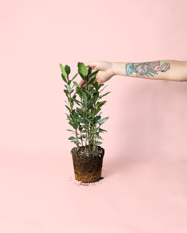 planta laurel
