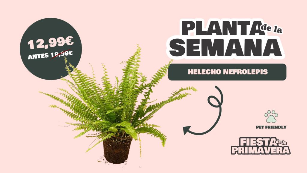 planta semana helecho