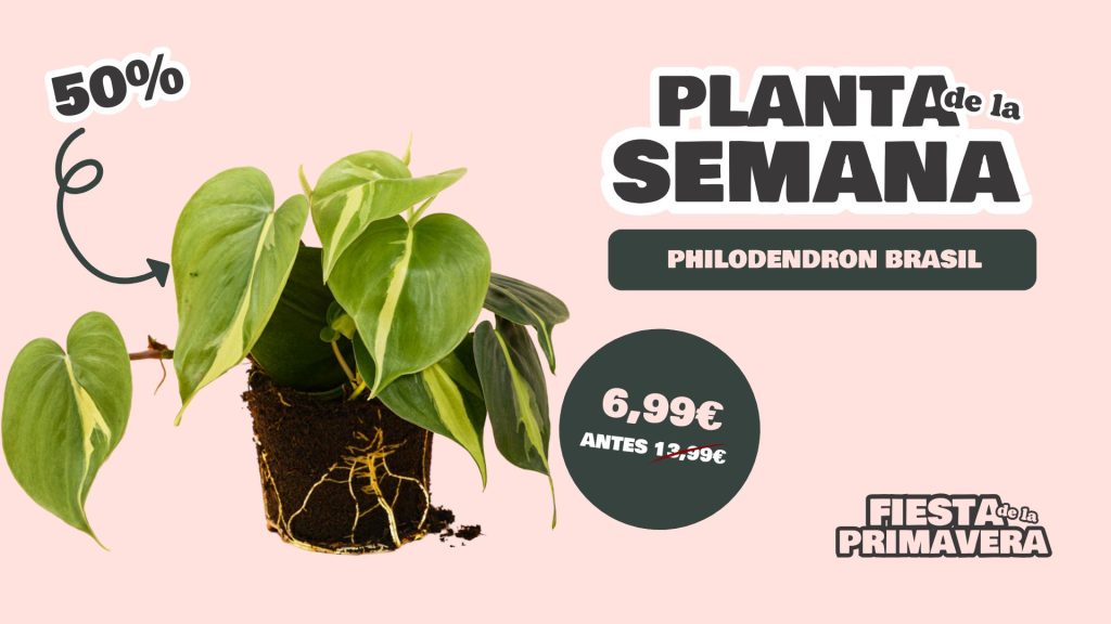 planta semana philodendron brasil (1)
