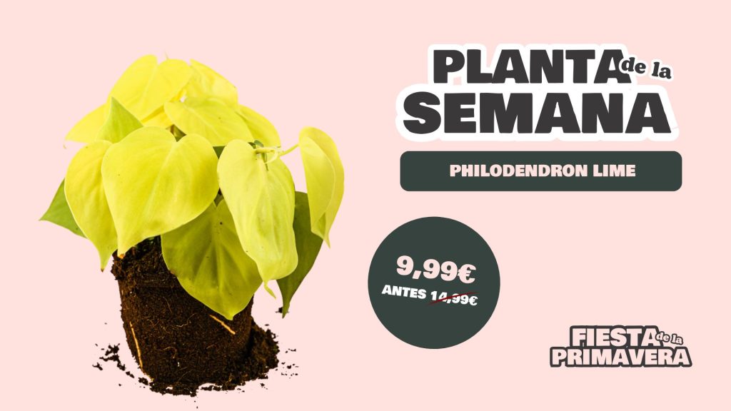 planta semana philodendron lime